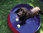 Nobby Koiran uima-allas 120 x 30 cm
