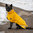 Kivalo Niva koiran sadetakki Leinikki, keltainen